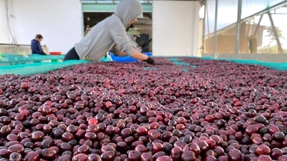 Giá cà phê Robusta tăng nhờ nguồn cung từ Brazil suy giảm mạnh