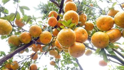 Le « royaume des mandarines roses » du delta du Mékong resplendit de teintes orange-jaune éclatantes, attirant des foules de touristes.