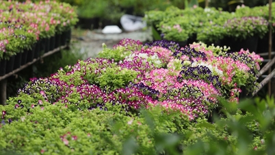 Plantes ornementales Sa Dec : Préserver les racines - Ouvrir la voie à l'avenir