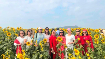 Fields of sunflowers in full bloom with vibrant yellow are attracting visitors to check in and take photos.
