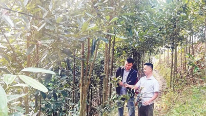Cây thoát nghèo ở Trung Sơn