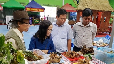 Tillämpa vetenskap och teknologi för utvecklingen av Ngoc Linh ginseng.