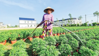 Tất bật chuẩn bị nông sản, hoa kiểng phục vụ Tết