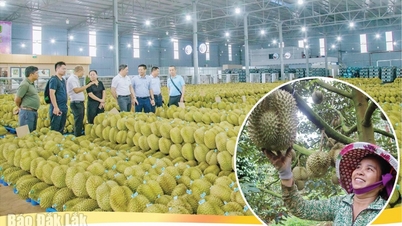 Le durian Dak Lak et le défi du développement durable.