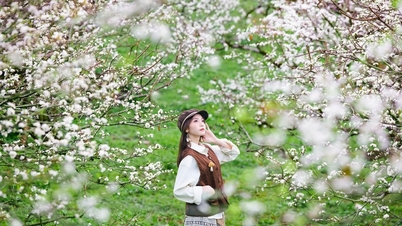 Con los ciruelos en flor blancos en Moc Chau, los turistas se sienten como si estuvieran en un país de cuentos de hadas.