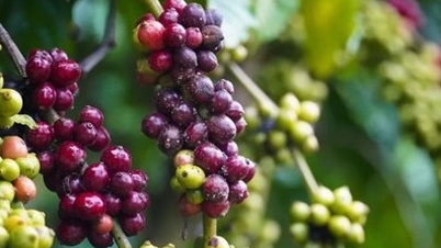 Today's agricultural news (January 3): Coffee prices rise slightly, pepper prices remain stable.