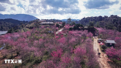 Dien Bien: Musim bunga menjelma di pulau bunga sakura Pa Khoang.