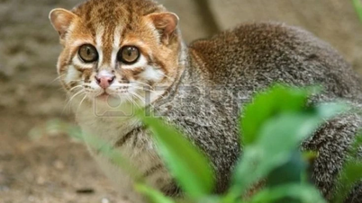 Entdecken Sie die seltenste Katzenart der Welt mit außergewöhnlichen Schwimmfähigkeiten.