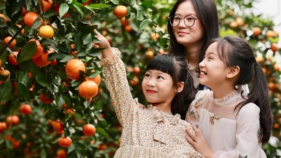 Gratis inchecken bij de populaire sinaasappelplantage in de gemeente Khuc Thua Du.