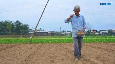 Fermierii din provincia Quang Ngai plantează legume pentru Tet.