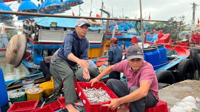 Cơ sở chế biến hải sản Quảng Ngãi tăng tốc phục vụ thị trường Tết