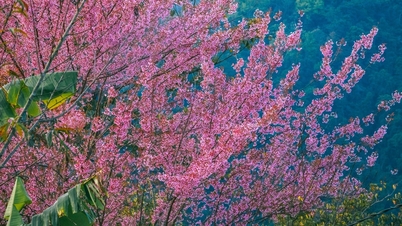 Kirsebærblomstene i grenseområdet Nghe An er fantastisk vakre.