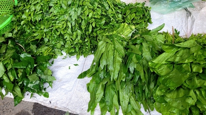 Loại rau mùa đông gặp ở ngoài chợ đừng bỏ qua vì giàu canxi, tốt cho xương khớp, hỗ trợ giấc ngủ, ít phun thuốc