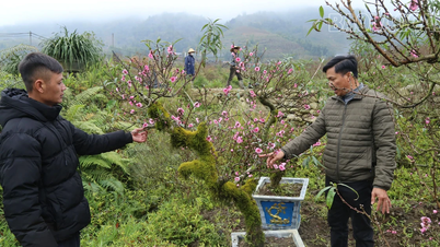 Rực sắc hoa đào sớm