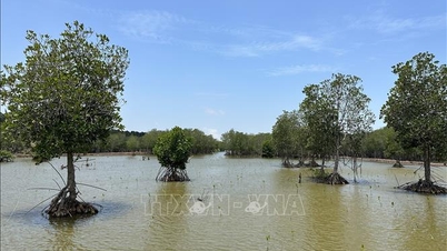 উপকূলীয় বনের 'ঢাল' থেকে সবুজ অর্থনীতি।
