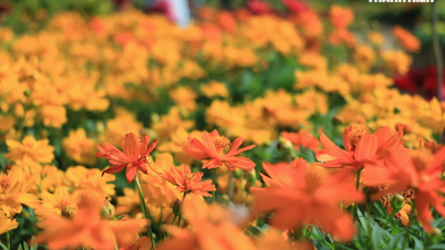 ホーチミン市の中心部に新しくできた旧正月の花園がセンセーションを巻き起こしている。大勢の人がチェックインのために集まっている。
