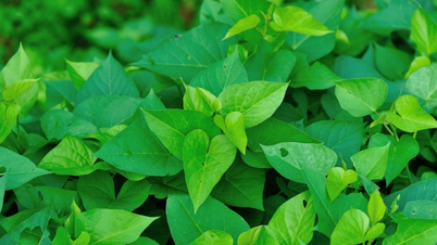 Bioactive compounds in sweet potato leaves help prevent cancer.