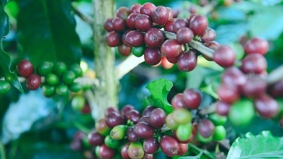 Preços do café hoje, 4 de janeiro de 2026: Os preços globais estão subindo acentuadamente esta semana.
