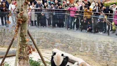 "Rumah pintar" panda di Sichuan.