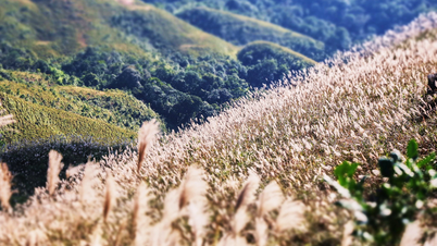 Visite Quang Ninh para admirar o 'despertar' dos juncos na faixa fronteiriça de Bình Liêu.