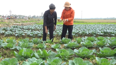 グエン・ビン・キエム村における冬野菜作物の有効性。