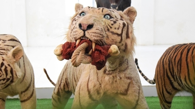 Admirar el ejemplar me recuerda al tigre blanco Sun Wukong del Zoológico de Saigón.