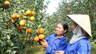 Vincular la producción con el procesamiento: mejorar el valor de los productos agrícolas.