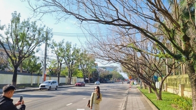 Da Nang: Beundra de otroligt vackra raderna av myrtenträd som skiftar löv vid Ban Thach, som taget ur en film.
