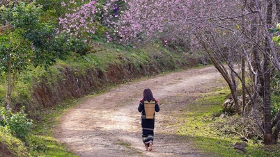 꽝응아이성 망덴에서 피클볼을 이용해 벚꽃을 심는 것은 새해 연휴 동안 관광 산업에 풍성한 수확을 가져다줍니다.