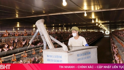 Richt je tijdens Tet (Vietnamees Nieuwjaar) op de verzorging van het vee en het benutten van marktkansen.