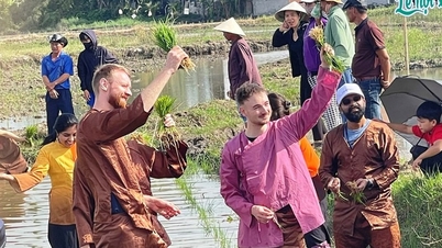 Reispflanzfest: Westliche Touristen sind fasziniert, wenn sie durch die Reisfelder waten und gemeinsam mit den Bauern Reis pflanzen.