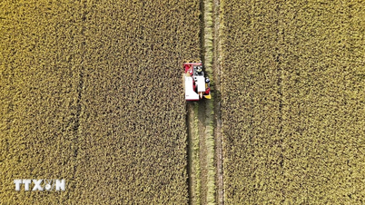 An Giang : La transformation numérique crée une dynamique pour un développement agricole durable.