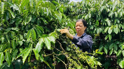 យ៉ាឡាយ៖ សហករណ៍លើកកម្ពស់ការតភ្ជាប់ និងបង្កើនប្រាក់ចំណូលសម្រាប់កសិករ។