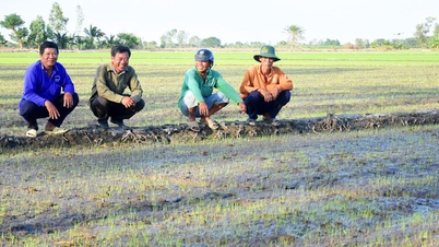 Los agricultores sienten pasión por el arroz de alta calidad.