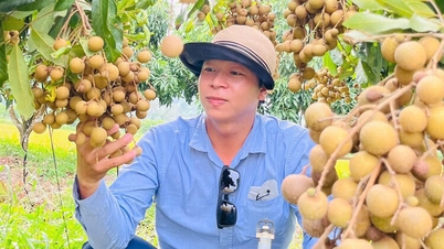 Oc Eo longan