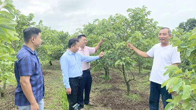 Đầu tư cây na Thái, vườn mai, cho thu nhập khá