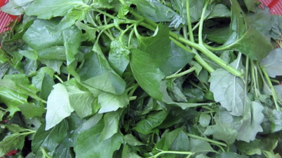 思いがけず「特産品」となった野生野菜、ホオズキにはどんな健康効果があるのでしょうか？