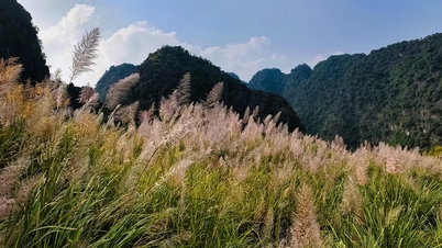 트랑안은 갈대가 만개하는 계절에 사람들의 마음을 사로잡습니다.