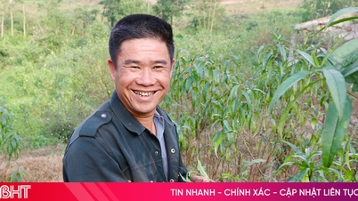 Penanam bunga pic di Ha Tinh sibuk mengupas daun-daunnya, berharap bunga-bunga itu akan mekar tepat pada masanya untuk Tet.