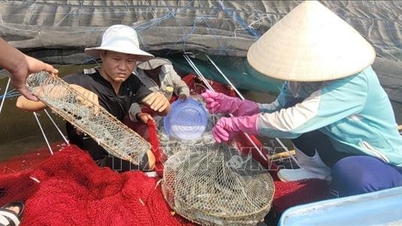 Ho Chi Minh şehrinde ticari karides fiyatları keskin bir şekilde arttı.