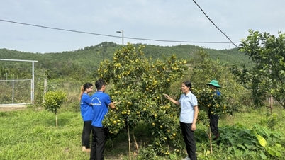 Năm 2026, toàn tỉnh phấn đấu thành lập mới 75 hợp tác xã