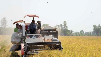Rice prices today, January 5th: Market stable, export rice pegged at $440/ton.