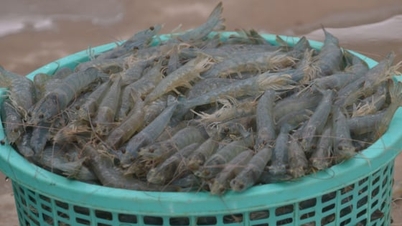 Los productores de camarón vietnamitas necesitan pasar de la competencia de precios a la competencia de valor.
