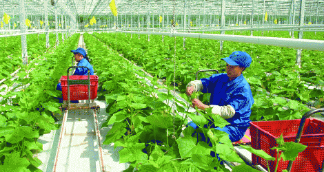 La agricultura alcanza exportaciones récord de 70 mil millones de dólares: un cambio estratégico para un sector económico clave.