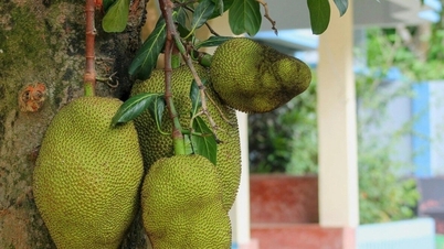 Aan welke eisen moet verse jackfruit die vanaf juni naar China wordt geëxporteerd voldoen?