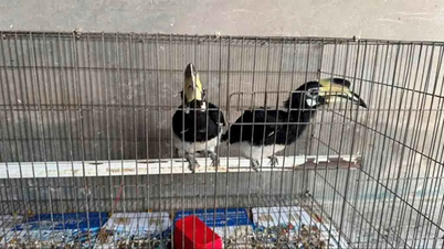 Dong Thap: Locals hand over two rare and endangered Crested Myna birds listed in the Red Book.