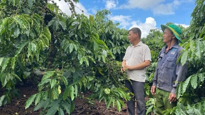 Durch den Zusammenschluss zur Schaffung von Wohlstand steigern die Gia Lai-Kooperativen die Qualität landwirtschaftlicher Produkte und erhöhen das nachhaltige Einkommen.
