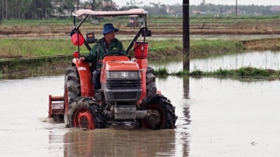 De provincie Quang Tri produceert in het winter- en voorjaarsseizoen 6.000 hectare aan gewassen met een lage uitstoot.