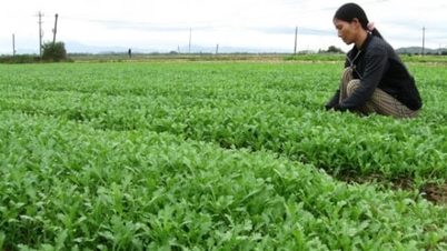 Kampung sayur Thuan Nghia sibuk dengan aktiviti apabila Tet (Tahun Baru Cina) menjelang tiba.