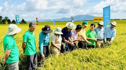 An Giang se distingue par la mise en œuvre du projet de culture d'un million d'hectares de riz de haute qualité à faibles émissions.